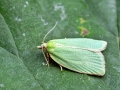 Tortrix_viridana.jpg