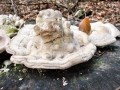 Trametes_gibbosa.jpg