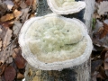 Trametes_hirsuta.jpg