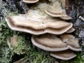 Trametes ochracea