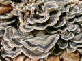 Trametes_versicolor.jpg