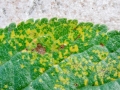 Tranzschelia_discolor.jpg