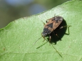 Trapezonotus_dispar.jpg