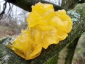 Tremella_mesenterica.jpg