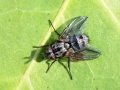 Triarthria_setipennis.jpg
