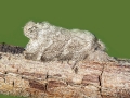 Trichiura crataegi