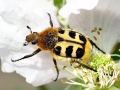 Trichius gallicus