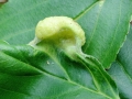 Trichochermes_walkeri.jpg