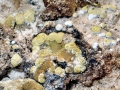 Trichoderma pulvinatum