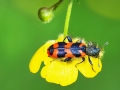 Trichodes_alvearius.jpg