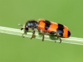 Trichodes_apiarius.jpg