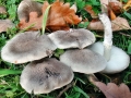 Tricholoma_cingulatum.jpg
