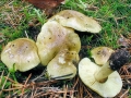 Tricholoma_equestre.jpg
