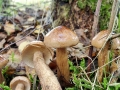 Tricholoma fulvum