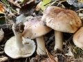Tricholoma_populinum.jpg