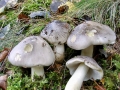 Tricholoma_portentosum.jpg