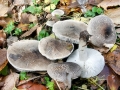 Tricholoma_scalpturatum.jpg