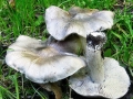 Tricholoma_sciodes.jpg