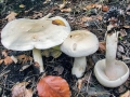 Tricholoma_stiparophyllum.jpg