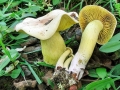 Tricholoma_sulphureum.jpg