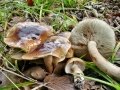 Tricholoma_ustale.jpg