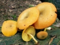 Tricholomopsis decora