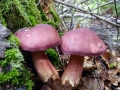 Tricholomopsis rutilans