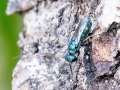 Trichrysis cyanea