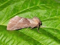 Triodia_sylvina_Weibchen.jpg