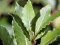 Trioza_alacris.jpg