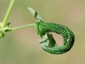 Trioza_urticae.jpg