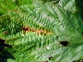 Triphragmium_ulmariae.jpg