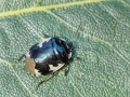 Tritomegas_bicolor.jpg