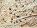Trochila_craterium.jpg