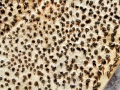 Trochila ilicina