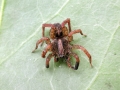 Trochosa_terricola.jpg