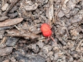 Trombidium_holosericeum.jpg