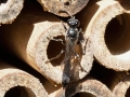 Trypoxylon figulus