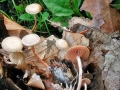 Tubaria conspersa