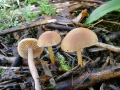 Tubaria_furfuracea_var_hiemalis.jpg