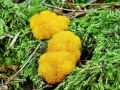 Tubulifera arachnoidea