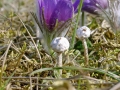 Tulostoma brumale