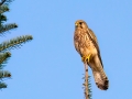 Turmfalke_Weibchen.jpg