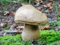 Tylopilus_felleus.jpg
