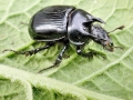Typhaeus_typhoeus_Maennchen.jpg
