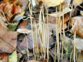 Typhula_filiformis.jpg