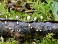 Typhula spathulata