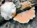 Tyromyces kmetii