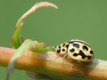 Tytthaspis_sedecimpunctata.jpg