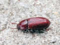 Uloma_culinaris.jpg